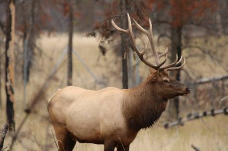 Pays Etranger - Etat de Washington - 3