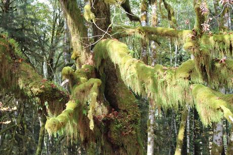 Pays Etranger - Etat de Washington - 3