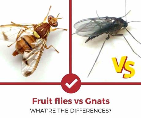 fruit flies in drain fruit flies vs gnats fruit flies drain bleach