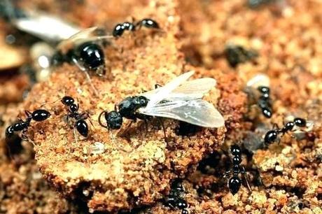 fruit flies in drain small fruit fly drain gel