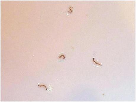 fruit flies in drain drain fly larva enter image description here drain worms how to get rid of them drain fly fruit fly drano