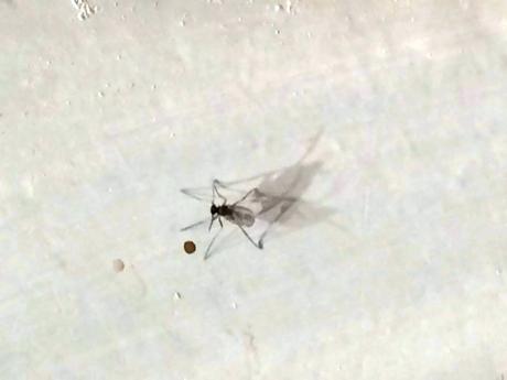 fruit flies in drain little fruit fly drain foam