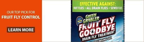 fruit flies in drain fruit fly drain cleaner home depot