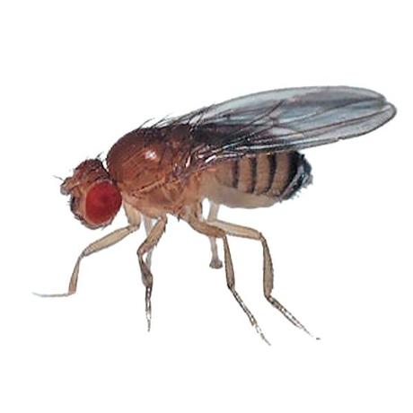 fruit flies in drain fruit fly control and prevention in st and western fruit fly drain cleaner lowes