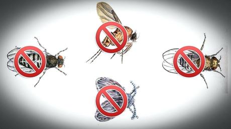 fruit flies in drain how to kill fruit flies sewer flies or drain flies in your home or office fruit fly drain gel