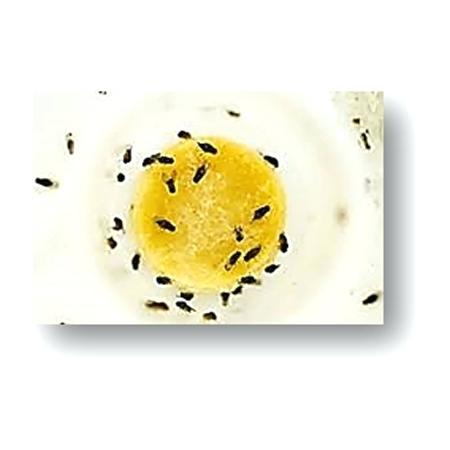 fruit flies in drain fruit fly drain fly foaming spray killer fruit fly drain cleaner lowes