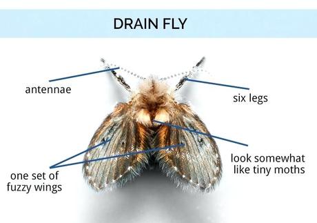 fruit flies in drain tips and tricks to rid drain flies fruit flies drain baking soda