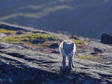 Pays Etranger - Le Groenland - 3