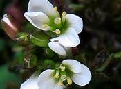 Cardamine hirsute (Cardamine hirsuta)