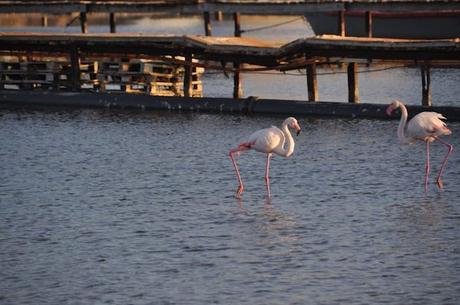 le-domaine-tarbouriech-france15