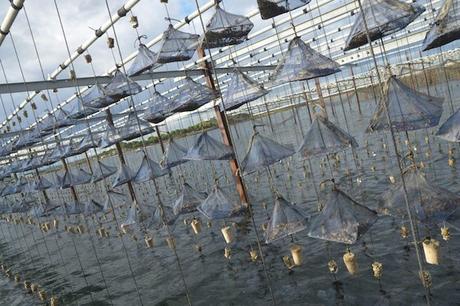 le-domaine-tarbouriech-france16