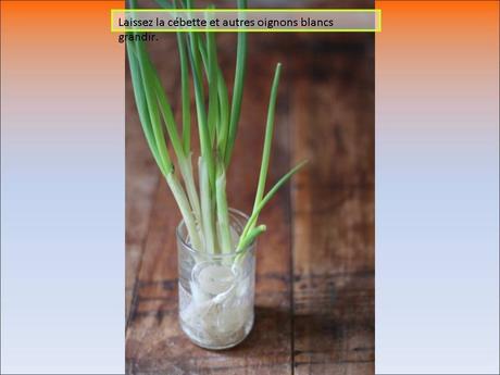 Divers - Fini les légumes qui s'abiment …..-2