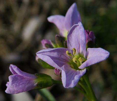 Cardamine des prés (Cardamine pratensis)