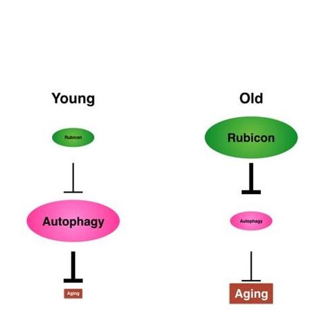 La suppression de Rubicon dans des organismes modèles entraîne une réduction du déclin moteur associé à l'âge
