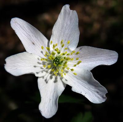 Anémone des bois (Anemone nemorosa)