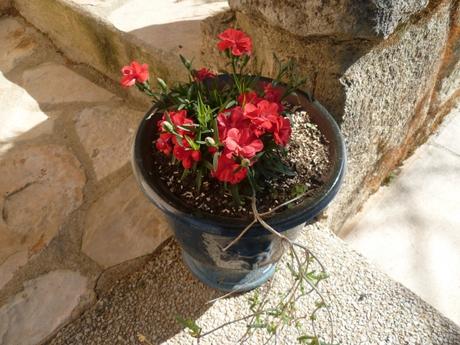 fleurs, jardin, saison, mars, printemps, jardinage, blog