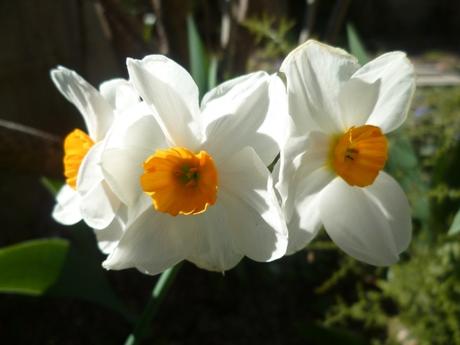 fleurs, jardin, saison, mars, printemps, jardinage, blog