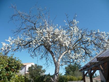 fleurs, jardin, saison, mars, printemps, jardinage, blog