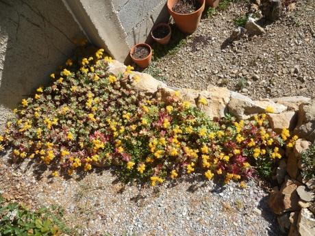 fleurs, jardin, saison, mars, printemps, jardinage, blog