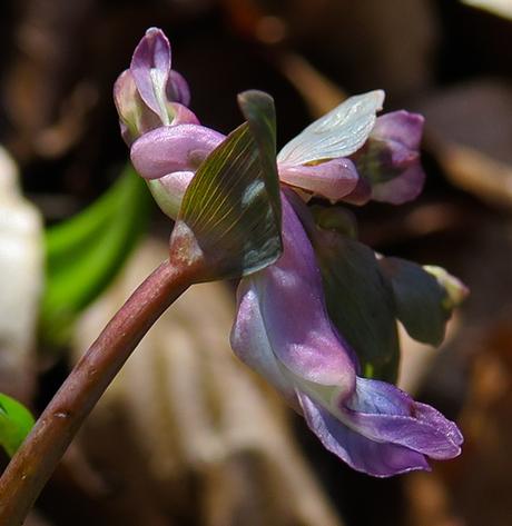 Corydale creuse (Corydalis cava)