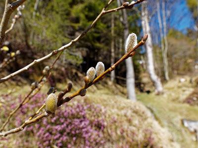 Frühlingsfreude in Mittenwald - 9 Pics -Joies printanières à Mittenwald - 30.03.19