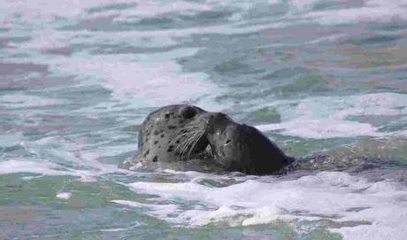Pays Etranger- L'amérique - L'Orégon - 1