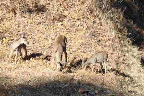Pays Etranger- L'amérique - L'Orégon - 1