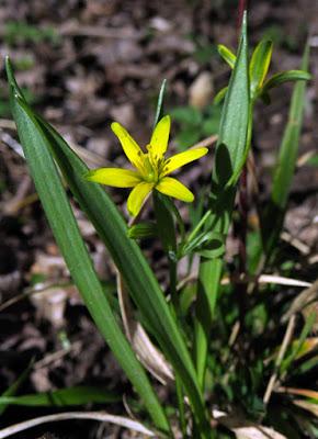 Gagée jaune (Gagea lutea)
