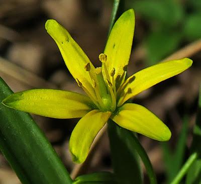 Gagée jaune (Gagea lutea)