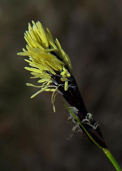 Laîche printannière (Carex caryophyllea)