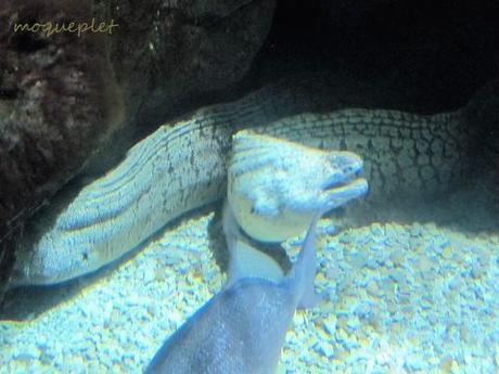 La France - L'Aquarium de La Rochelle - 1