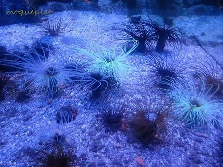 La France - L'Aquarium de La Rochelle - 1