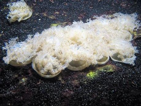 La France - L'Aquarium de La Rochelle - 1