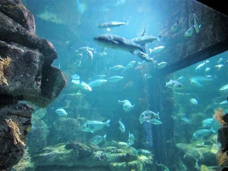 La France - L'Aquarium de La Rochelle - 1