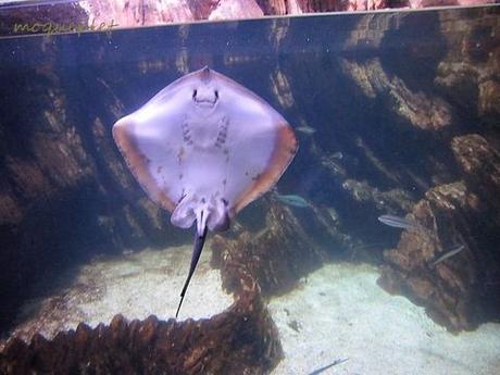 La France - L'Aquarium de La Rochelle - 1