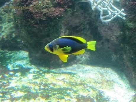 La France - L'Aquarium de La Rochelle - 1