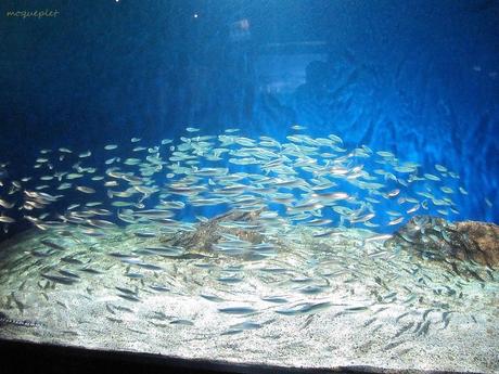 La France - L'Aquarium de La Rochelle - 1