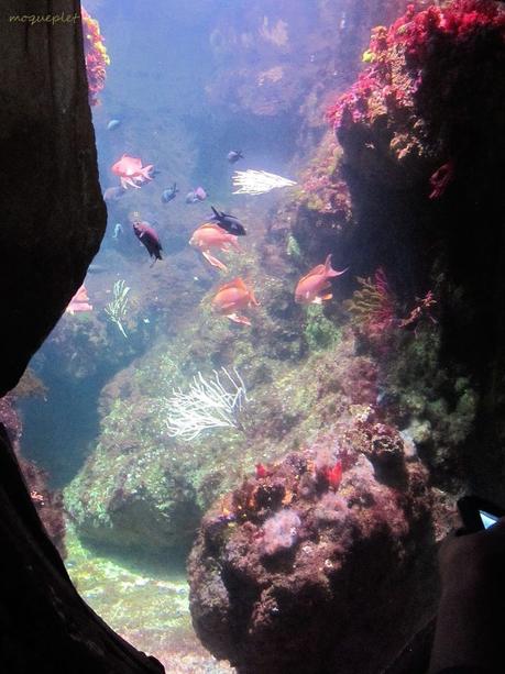 La France - L'Aquarium de La Rochelle - 1