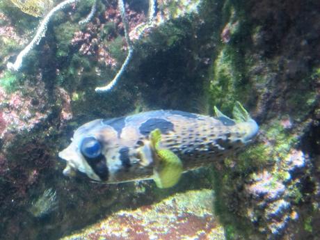 La France - L'Aquarium de La Rochelle - 1