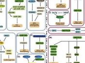 #trendsincellbiology #expressiongénique Régulation l’Expression Génique N6-méthyladénosine dans Cancer