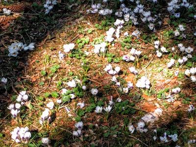 Fröhlicher Frühling in Mittenwald - 10 Bilder - Printemps joyeux à Mittenwald