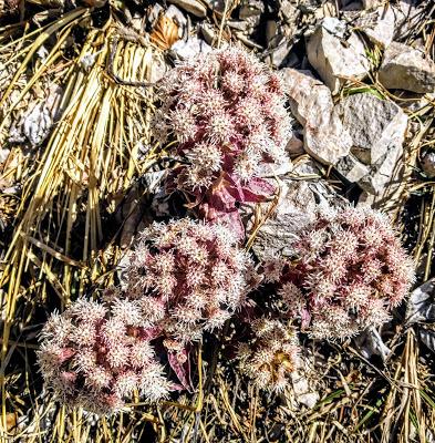 Fröhlicher Frühling in Mittenwald - 10 Bilder - Printemps joyeux à Mittenwald