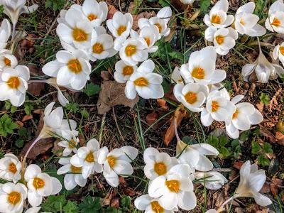 Fröhlicher Frühling in Mittenwald - 10 Bilder - Printemps joyeux à Mittenwald