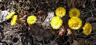 Fröhlicher Frühling in Mittenwald - 10 Bilder - Printemps joyeux à Mittenwald