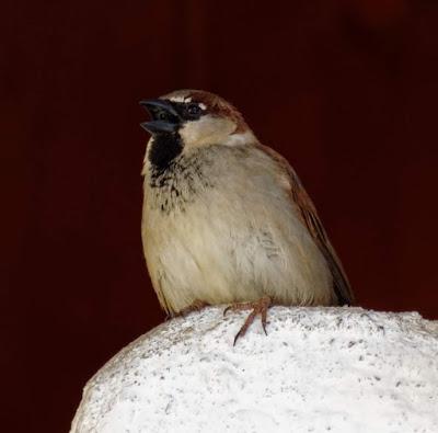 Fröhlicher Frühling in Mittenwald - 10 Bilder - Printemps joyeux à Mittenwald