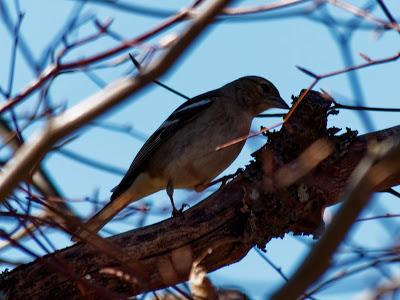 Fröhlicher Frühling in Mittenwald - 10 Bilder - Printemps joyeux à Mittenwald