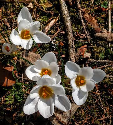 Fröhlicher Frühling in Mittenwald - 10 Bilder - Printemps joyeux à Mittenwald