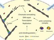 #trendsincellbiology #actinenucléaire Actine Nucléaire Protéines liant l’Actine dans Réparation l’ADN