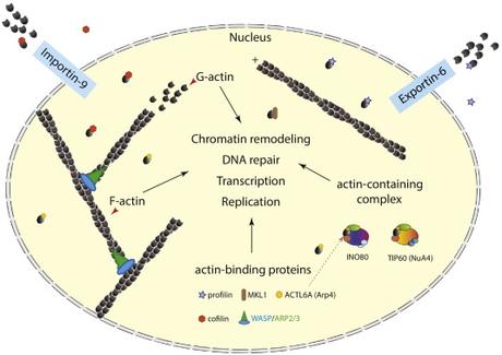 #trendsincellbiology #actinenucléaire ADN Actine Nucléaire et Protéines liant l’Actine dans la Réparation de l’ADN