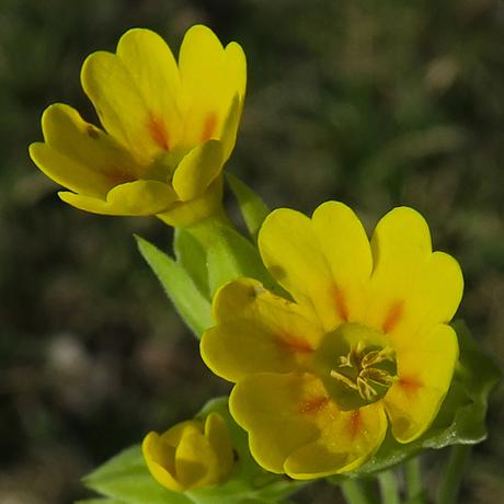 Primevère officinale, Coucou (Primula veris)